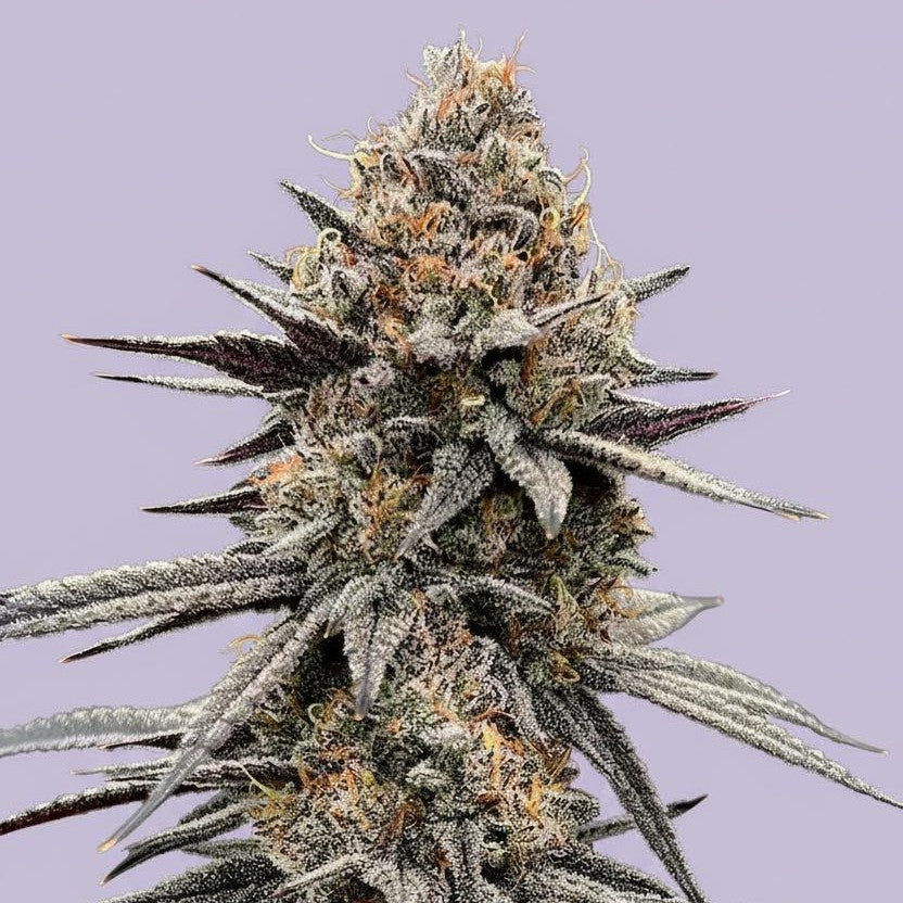 Grape Bubblegum