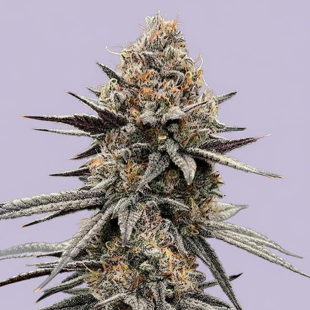 Grape Bubblegum